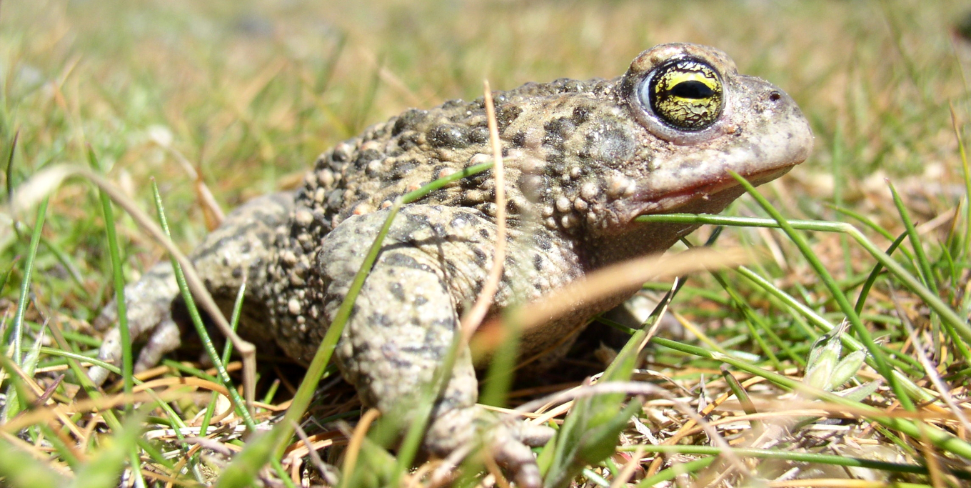 Crapaud calamite